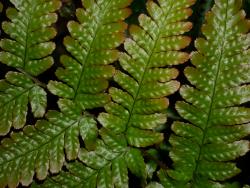 Dryopteris erythrosora. Adaxial surface of primary pinnae showing red-tinged margins.
 Image: L.R. Perrie © Leon Perrie CC BY-NC 3.0 NZ